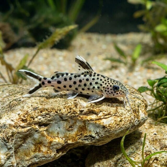 Synodontis petricola dwerg baardmeerval 2-3 cm