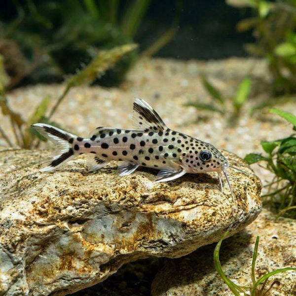 Synodontis petricola dwerg baardmeerval 2-3 cm