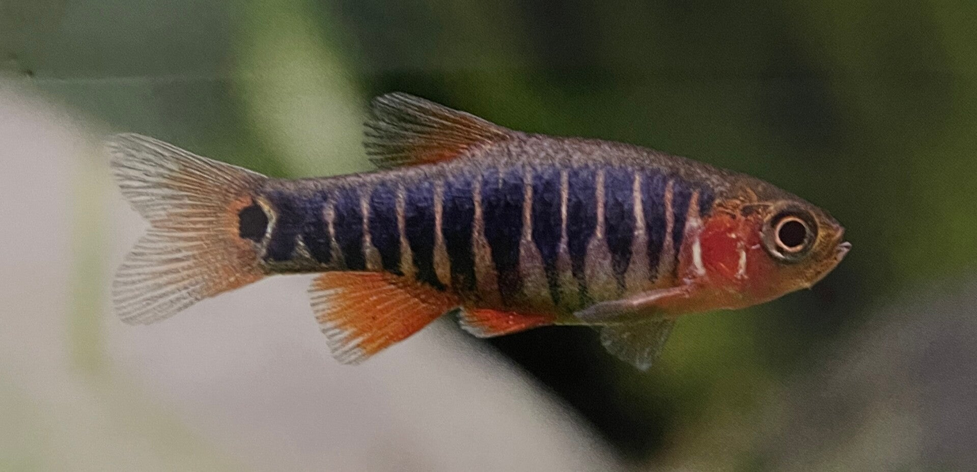 Emerald Rasbora Microrasbora Erythromicron ShrimpMania
