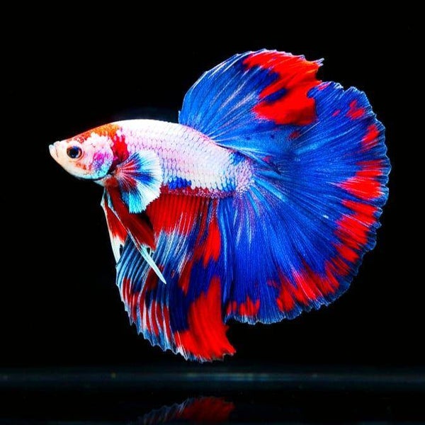 Betta Splendens Halfmoon Male