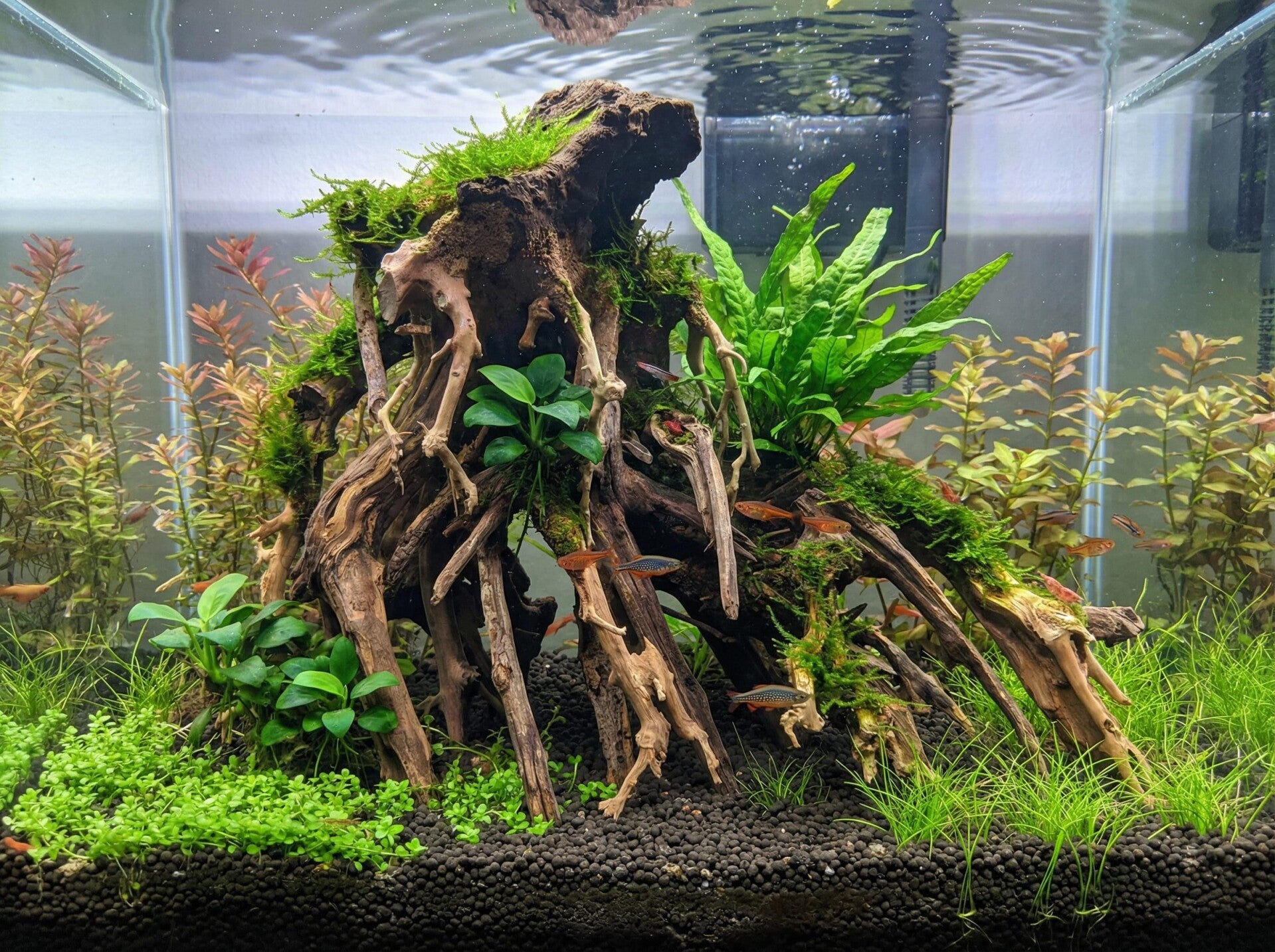 Bonsai Octopus Wood S, M en L handgemaakt
