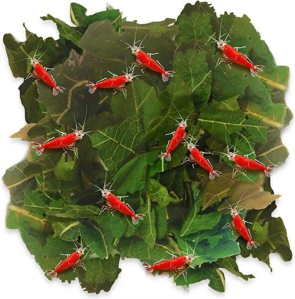 Mulberry Moerbei bladeren 10 stuks
