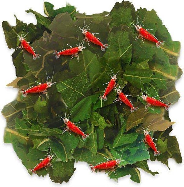 Mulberry Moerbei bladeren 10 stuks