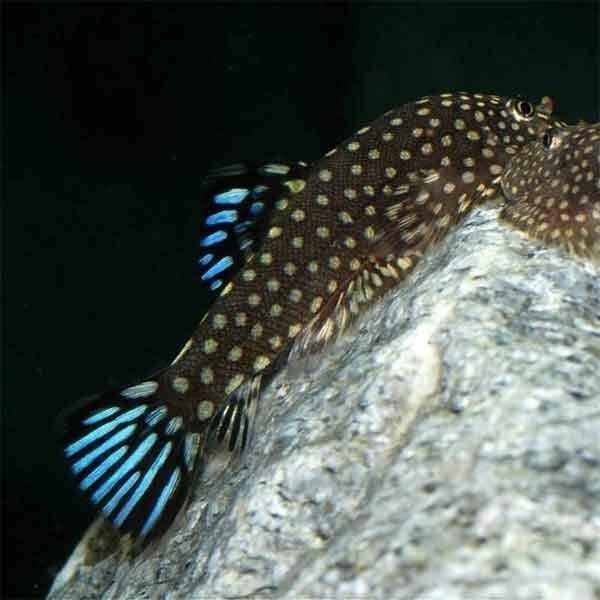 Gastromyzon Blue Zebra Hillstream Loach