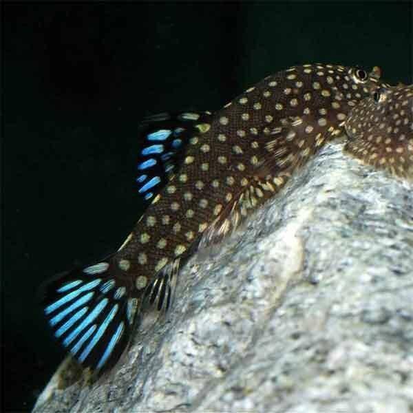 Gastromyzon Blue Zebra Hillstream Loach