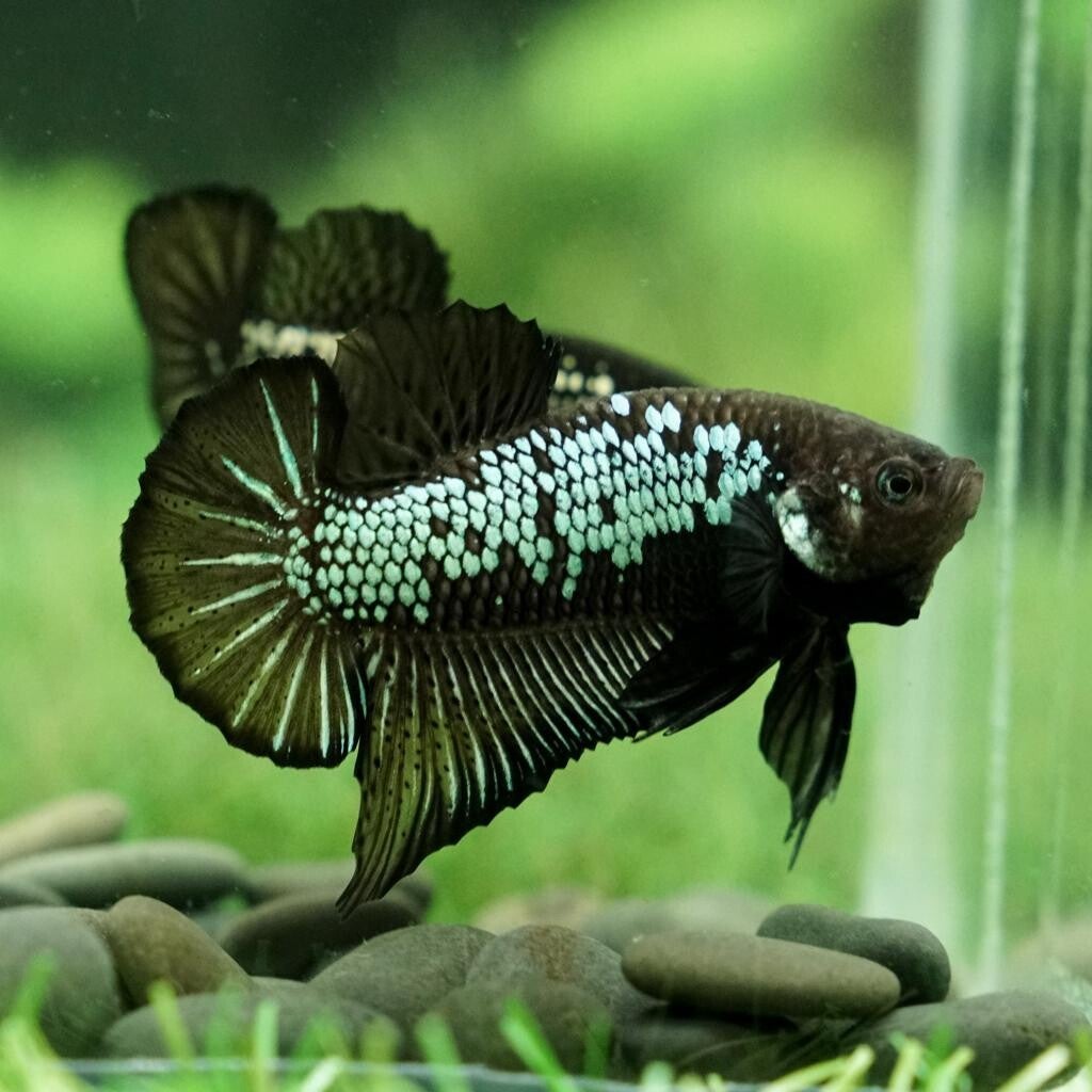 Betta-RT Plakat Samurai Black Male