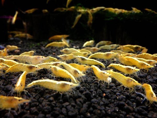 Crystal Golden shrimp - Caridina shrimp