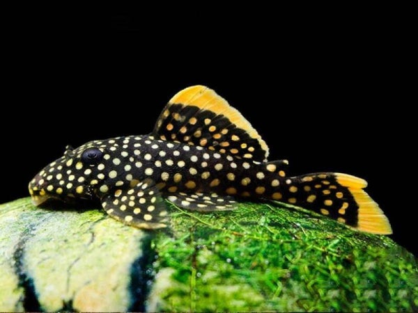 L018 Golden Nugget -Baryancistrus Xanthellus  7-8 cm