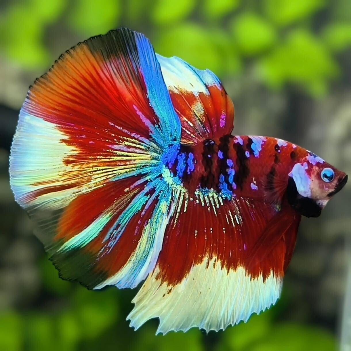 Betta-Halfmoon Fancy Male