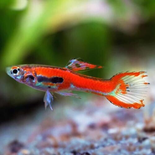 Red endler guppy man