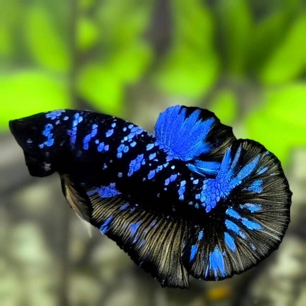 Betta Avatar Copper Male Splendens Male