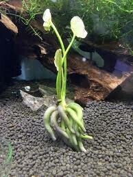 banananplnt