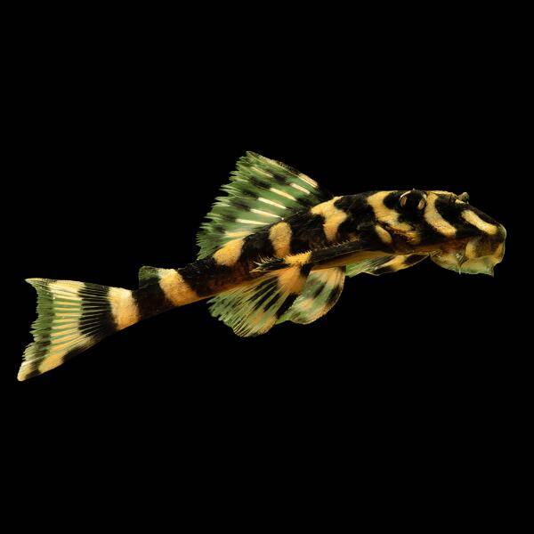 LL168 Zonancistrus pulcher dekeyseria brachyura - Butterfly pleco