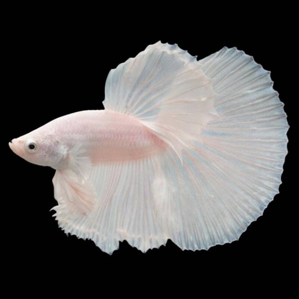 Betta Albino Fighting Male