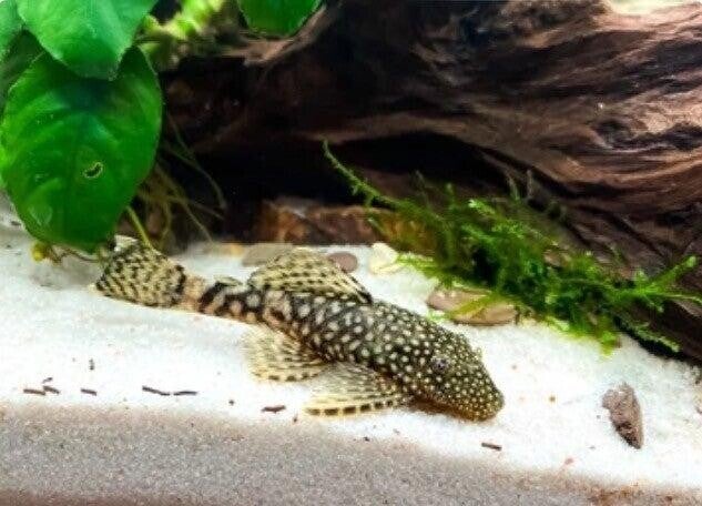 Hypostomus plecostomus nu 2-5 cm