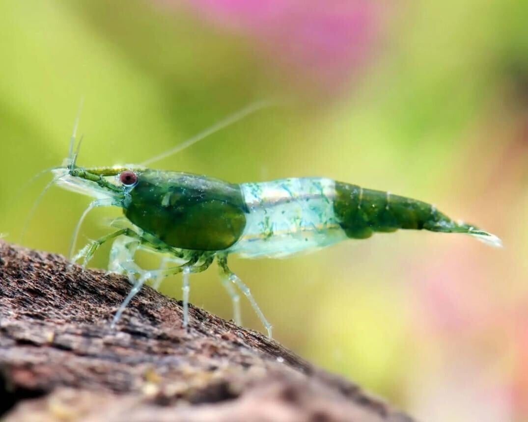 Green Rilli garnalen