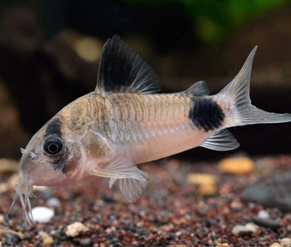 Corydoras Panda M