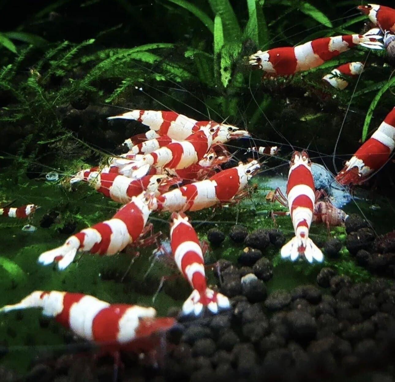Crystal Red garnalen gradatie A (3 witte banden)  - Caridina Shrimp