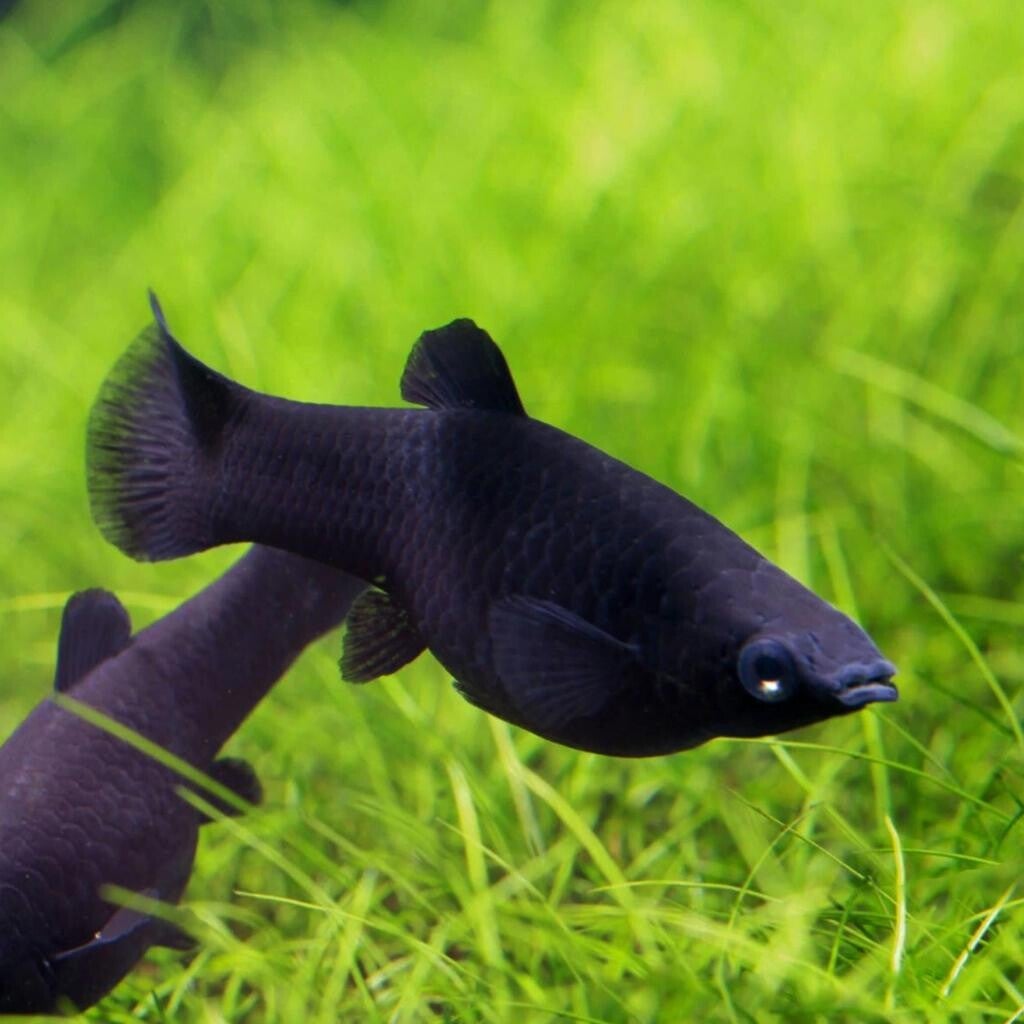 Poecilia sphenops - Black Molly