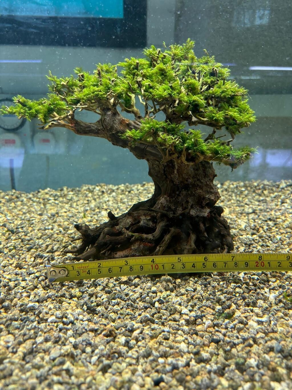 Strideways Bonsai S  23 × 17 × 10 cm