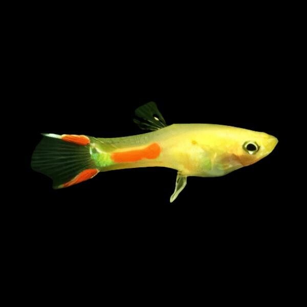 Guppy Gold Man