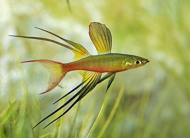 Iriatherina werneri – Werners Regenboogvis