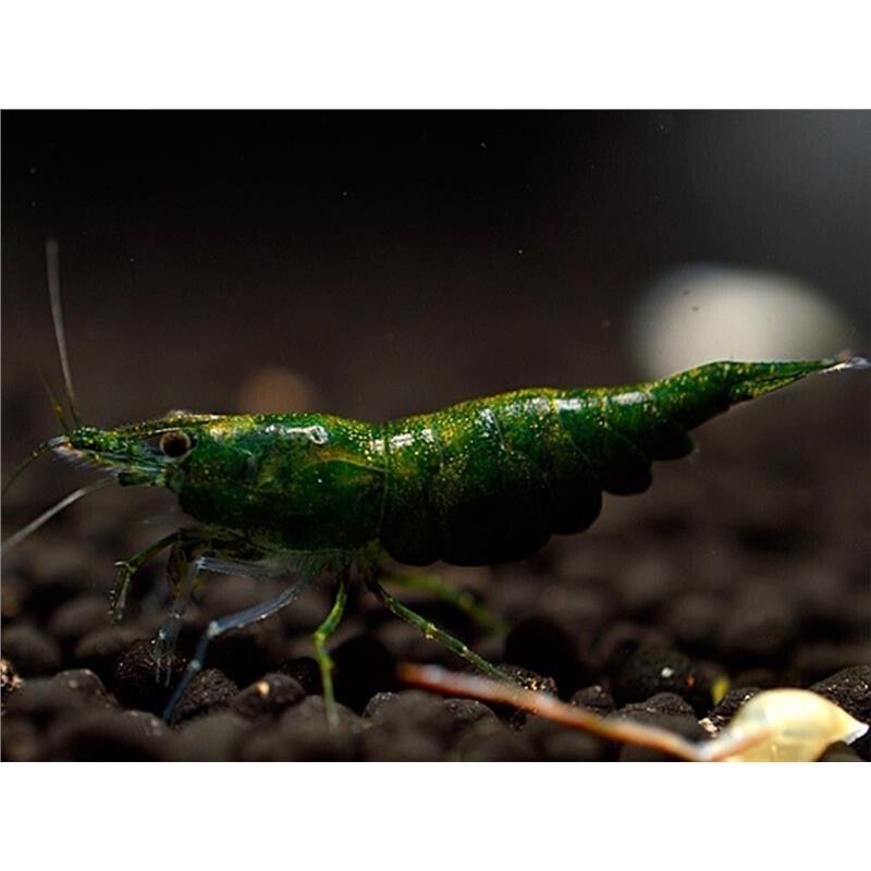 Green Jade Grade A Male