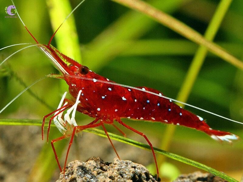 Prachtige originele White spot Sulawesi garnalen - Caridina shrimp