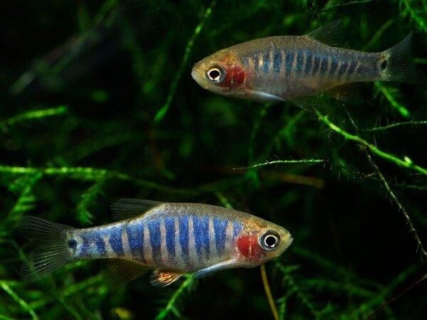 Rasbora emerald – Microrasbora erythromicron 1,5-2 cm