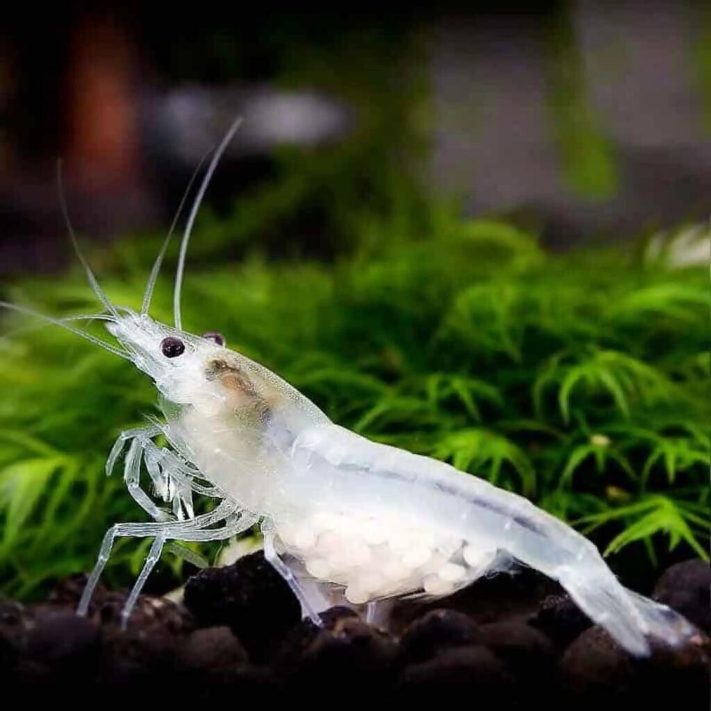 Spierwitte White Pearl "Snowball" garnalen