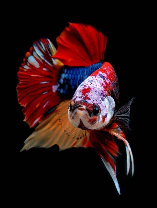 Betta - Halfmoon Koi Male L