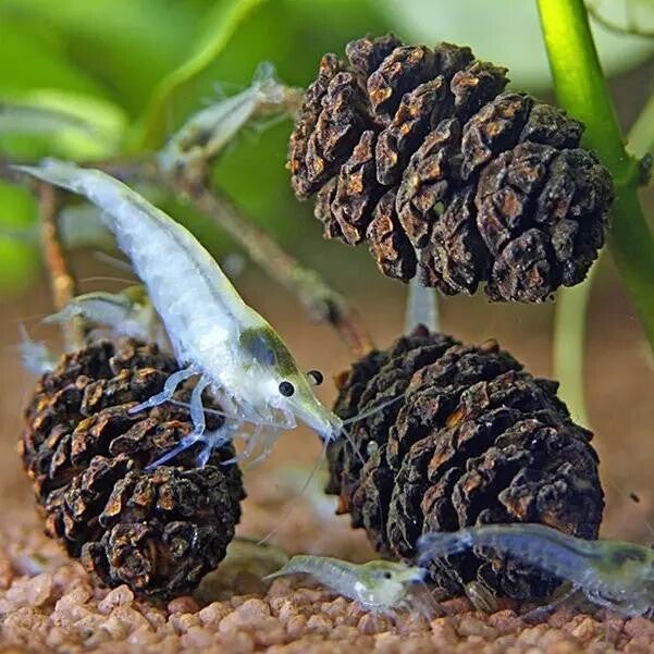 Alder Cones van de zwarte Els