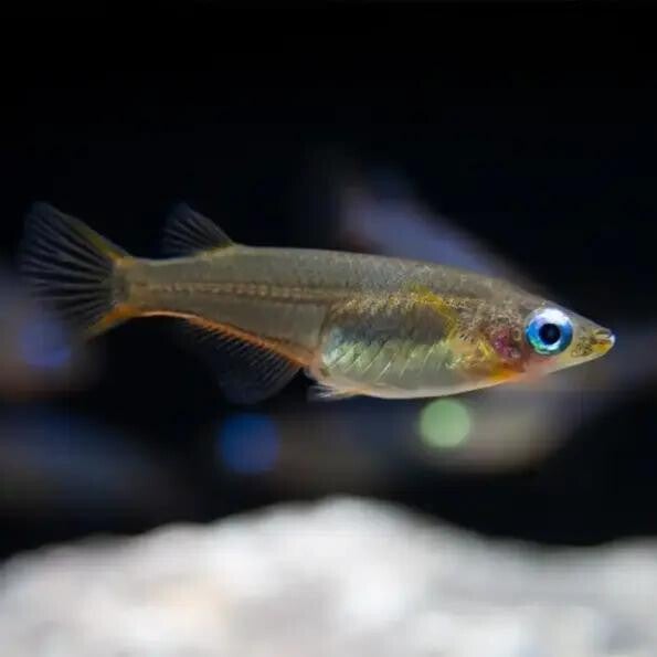 Woworae Medaka Rice Fish 3 cm