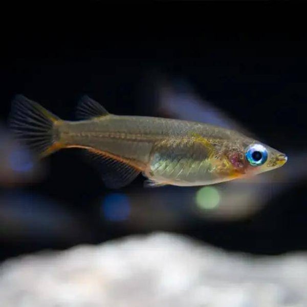 Woworae Medaka Rice Fish 3 cm