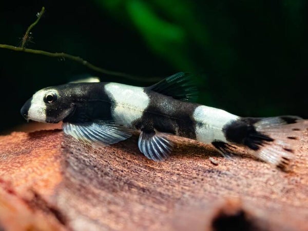 Yaoshania pachychilus – Panda Modderkruiper 2-4 cm
