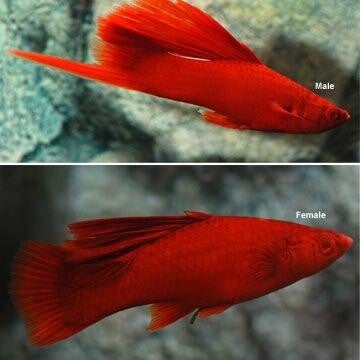 Xiphophorus hellerii zwaarddrager - Blood Red High-fincZwaarddrager