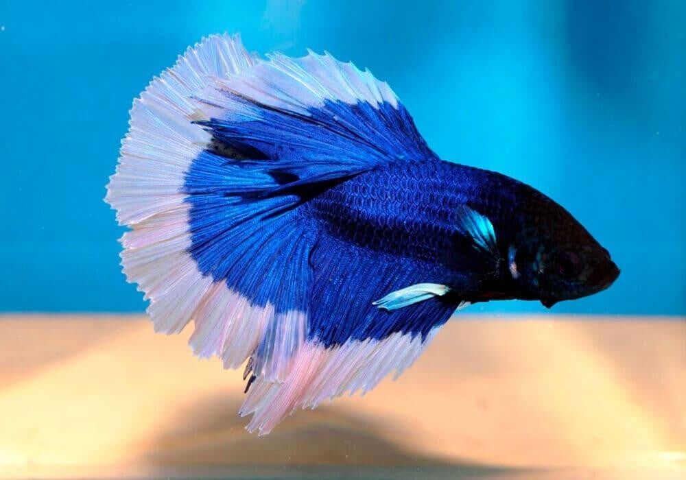 Betta-LT Male SD White Seam (Butterfly)