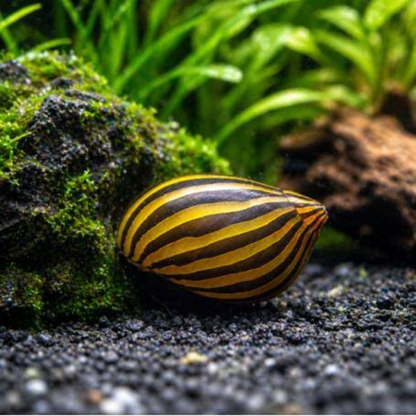 Zebra Neritina sprintslak of Renslak