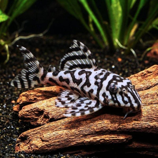 Pleco L236 – Hypancistrus sp.
