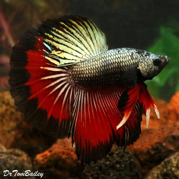 Betta LT Twintail SD Dragon Male