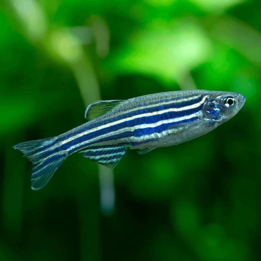 Brachydanio rerio Danio Zebra