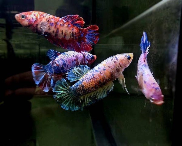 Betta RT Giant Assorted Female – AAA Quality