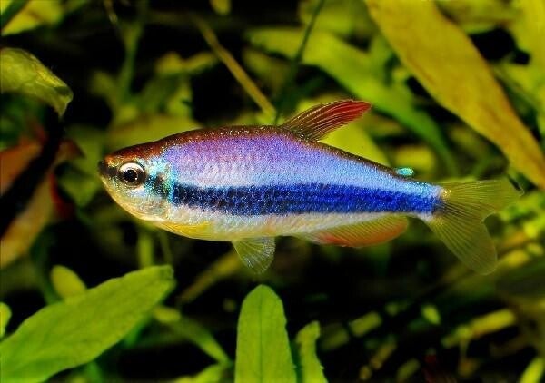 Tetra Blue Emperor (Inpaichthys kerri)