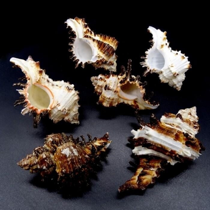 Aquarium schelp Murex Indivia