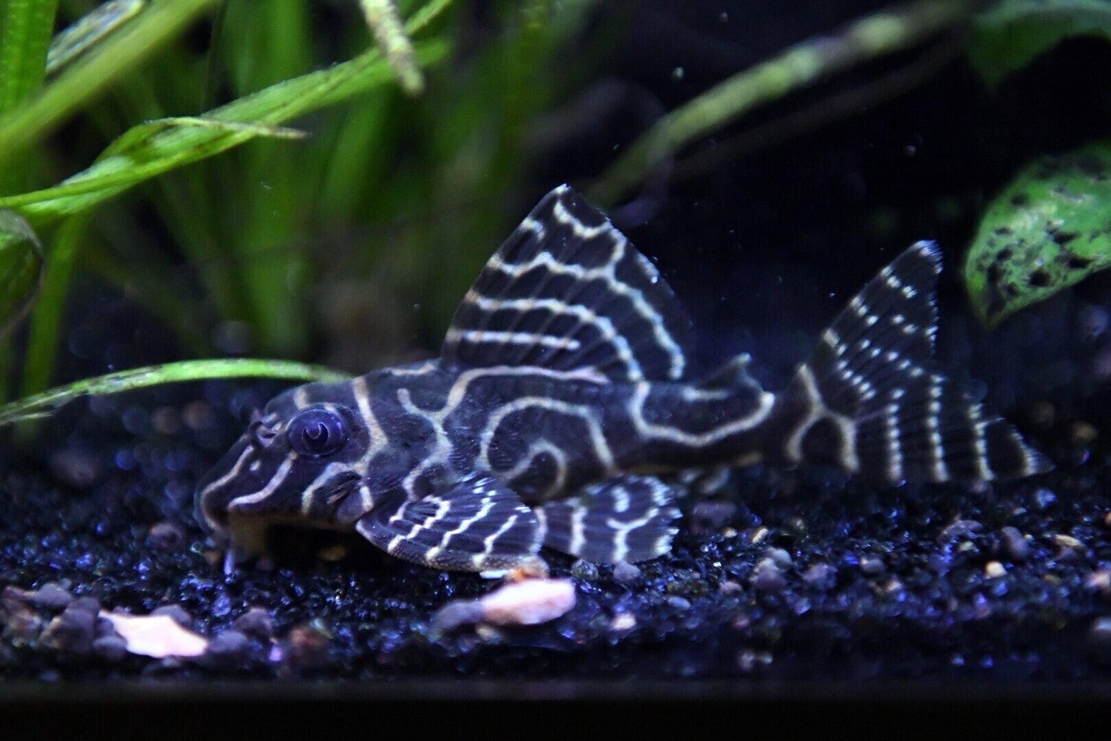 L333 Ancistrus sp.