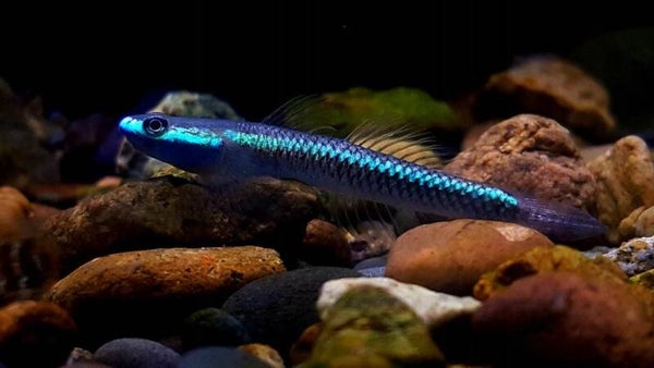 Stiphodon semoni - Blauwe Goby