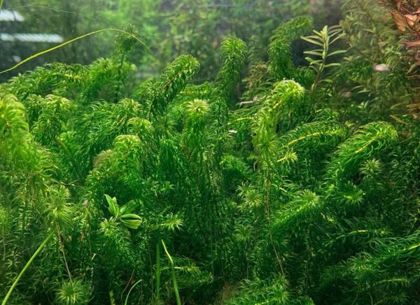 🌿 Najas major – Groot Nimfkruid | De mooiblijkende waterpest