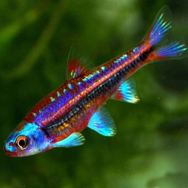 Notropis chrosomus  3-4 cm – Rainbowshiner-Elrits vissen