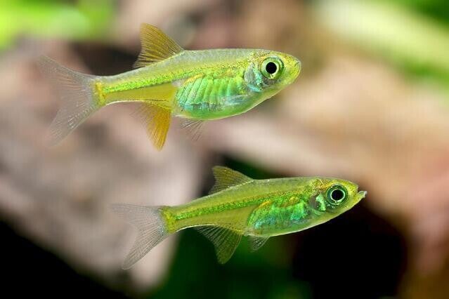 Rasbora kubotai, Rasbora groen, Rasbora yellow rasbora 2-3 cm
