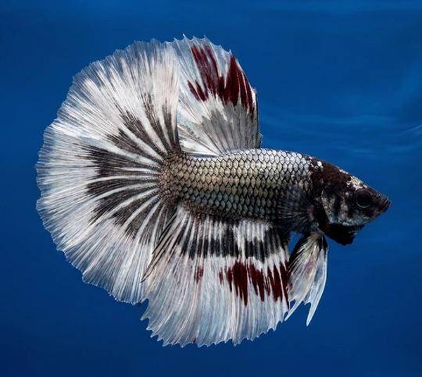 Betta Piedbald Metallic Roundtail Male